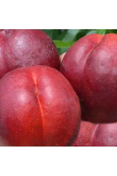 Плоди нектарину Honey Haven крупним планом – соковиті, з блискучою шкіркою